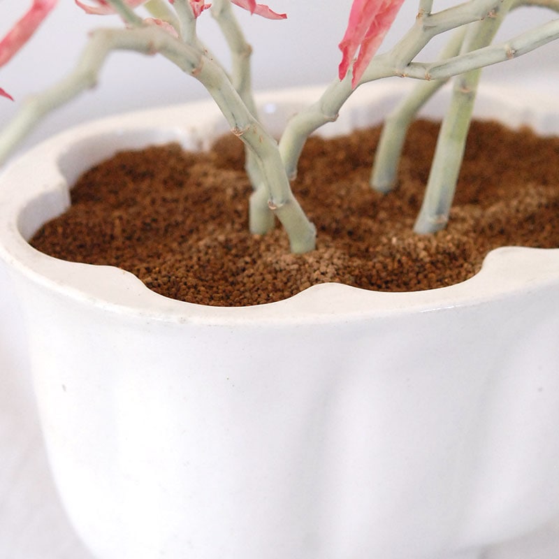 Euphorbia 大銀竜錦 x antique pot 508