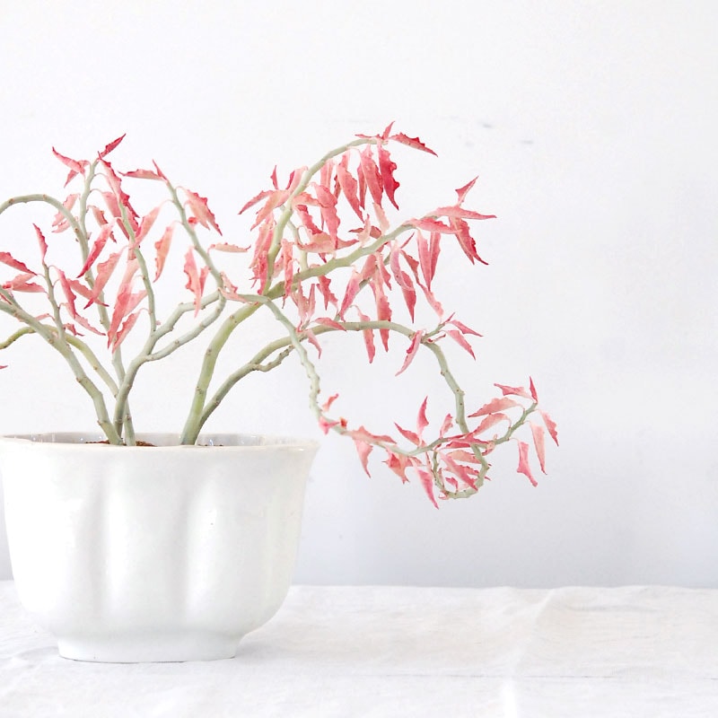 Euphorbia 大銀竜錦 x antique pot 508