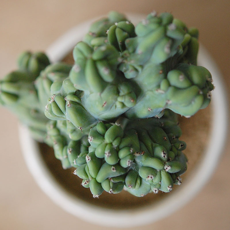Myrtillocactus 竜神木セッカ x antique イギリスジャー
