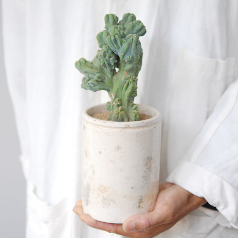 Myrtillocactus 竜神木セッカ x antique イギリスジャー