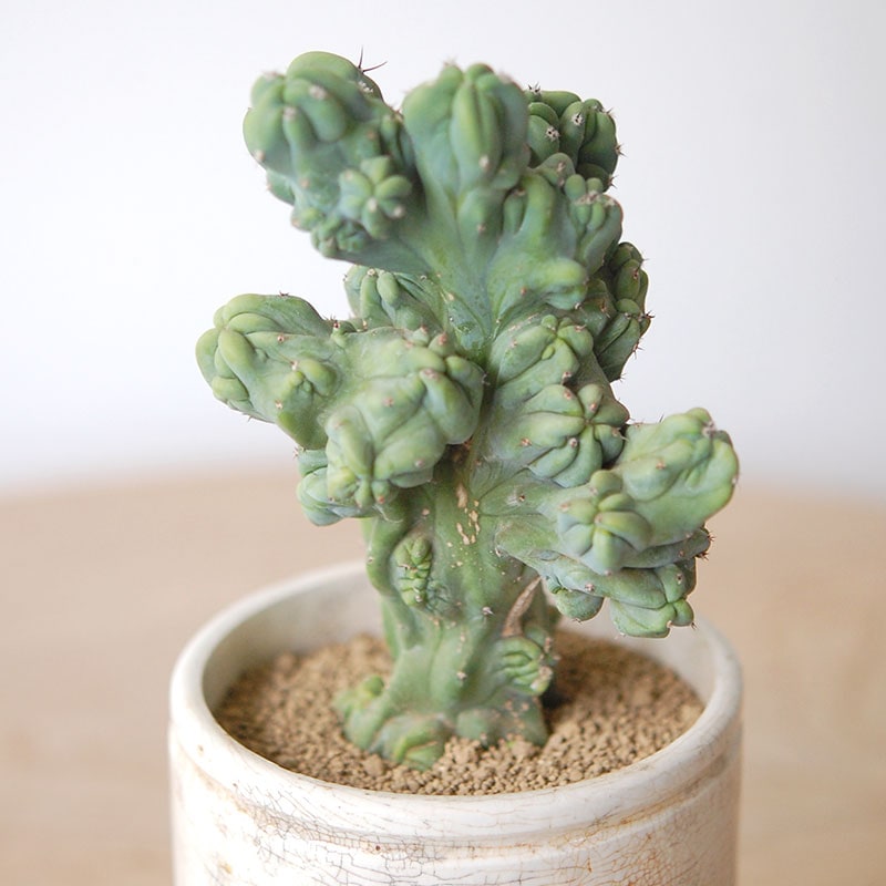 Myrtillocactus 竜神木セッカ x antique イギリスジャー