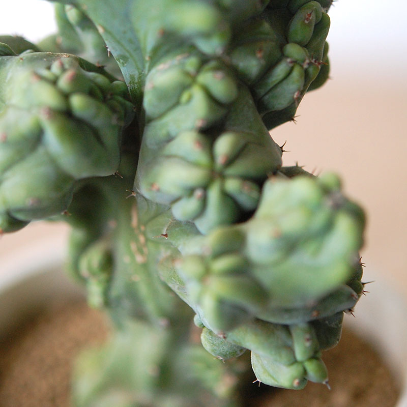 Myrtillocactus 竜神木セッカ x antique イギリスジャー