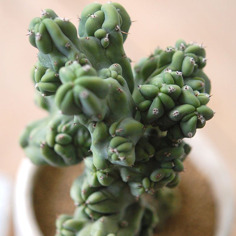 Myrtillocactus 竜神木セッカ x antique イギリスジャー