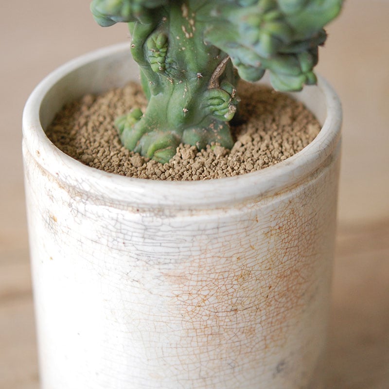 Myrtillocactus 竜神木セッカ x antique イギリスジャー