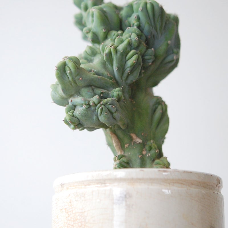 Myrtillocactus 竜神木セッカ x antique イギリスジャー