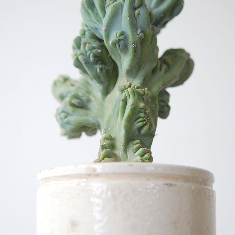 Myrtillocactus 竜神木セッカ x antique イギリスジャー