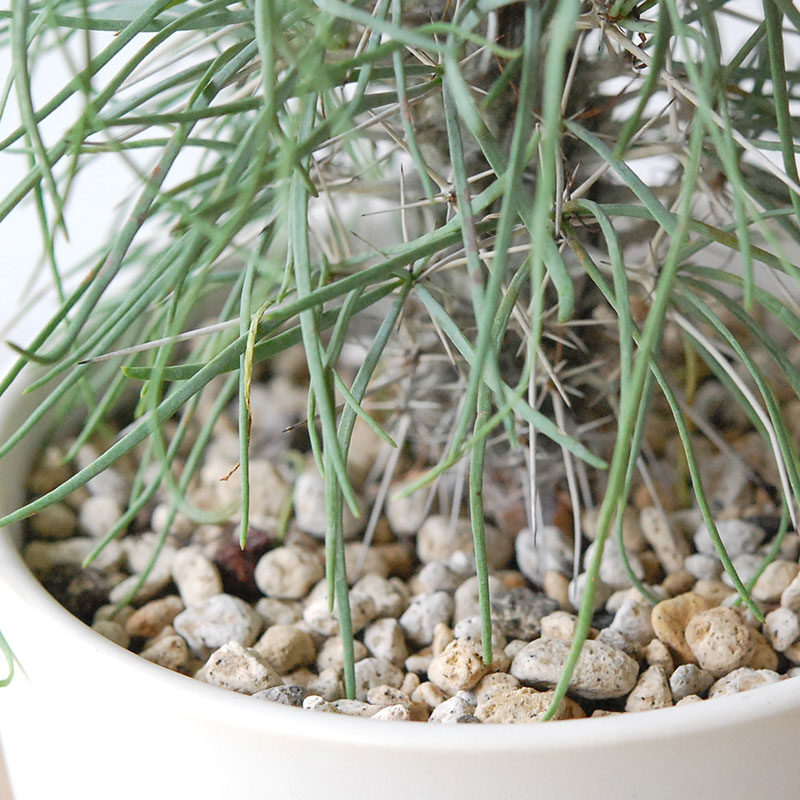 【送料無料】Didierea マダガスカリエンシス x エレガントポット