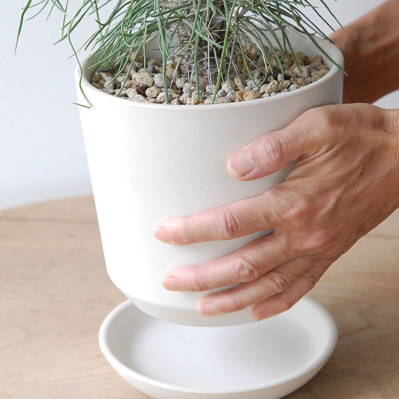 【送料無料】Didierea マダガスカリエンシス x エレガントポット