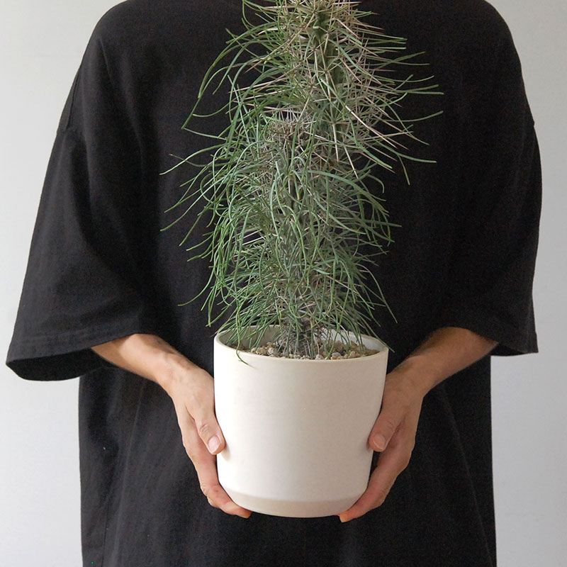 【送料無料】Didierea マダガスカリエンシス x エレガントポット