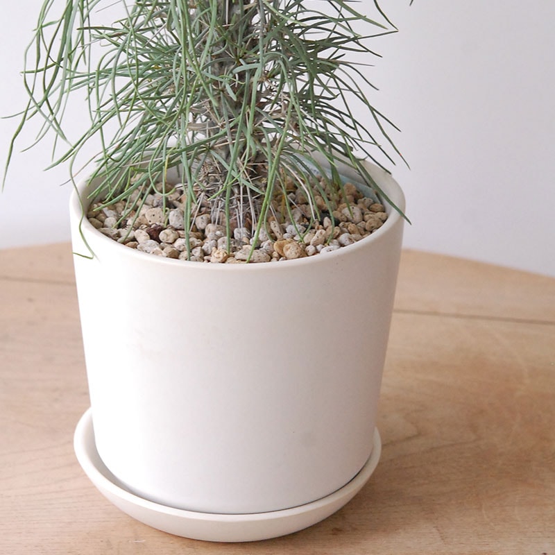 【送料無料】Didierea マダガスカリエンシス x エレガントポット