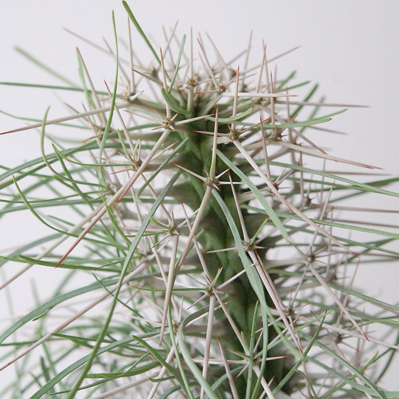 【送料無料】Didierea マダガスカリエンシス x エレガントポット