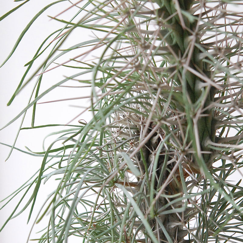 【送料無料】Didierea マダガスカリエンシス x エレガントポット