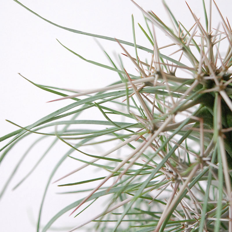 【送料無料】Didierea マダガスカリエンシス x エレガントポット