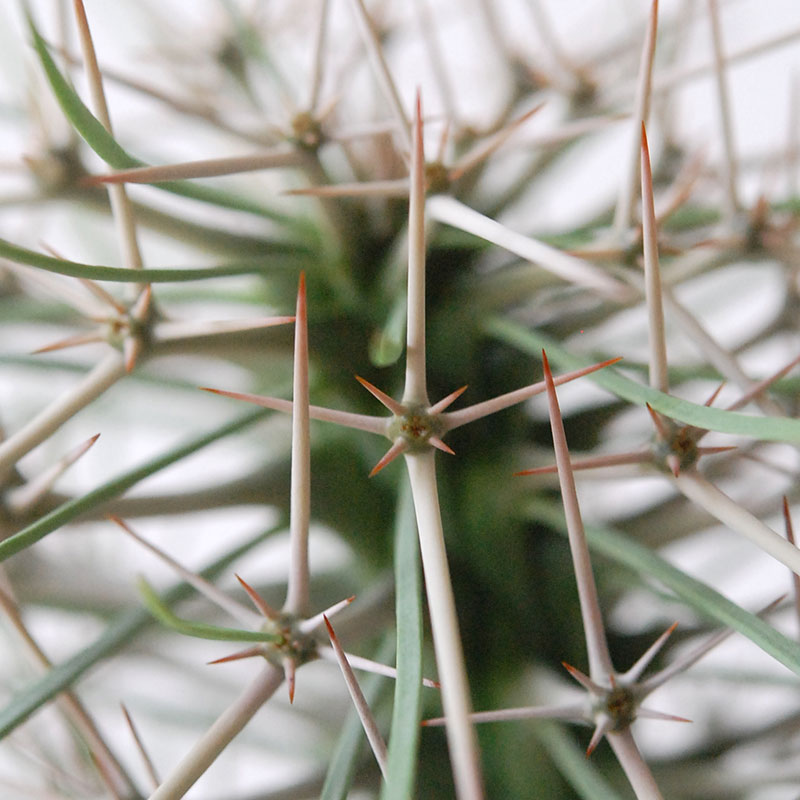 【送料無料】Didierea マダガスカリエンシス x エレガントポット