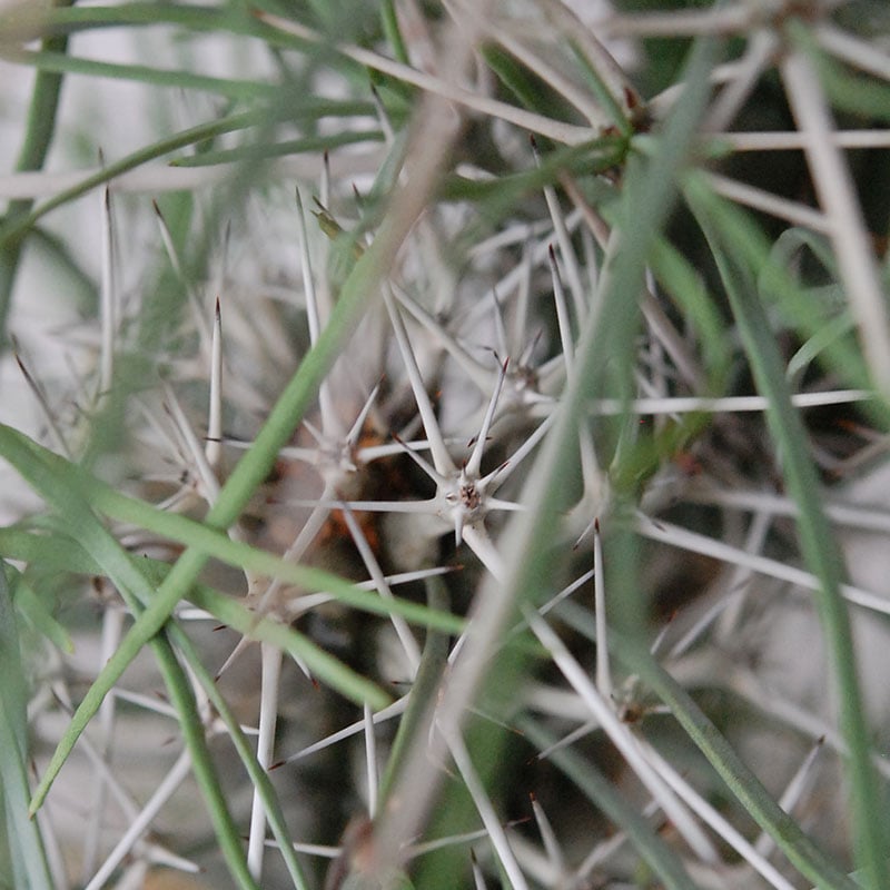 【送料無料】Didierea マダガスカリエンシス x エレガントポット