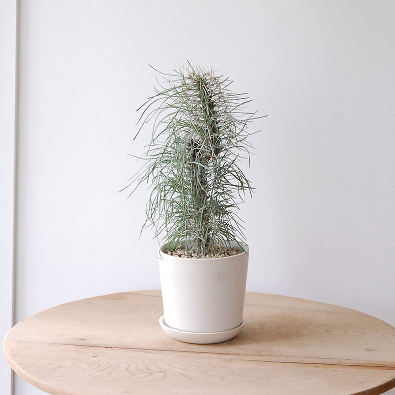 【送料無料】Didierea マダガスカリエンシス x エレガントポット