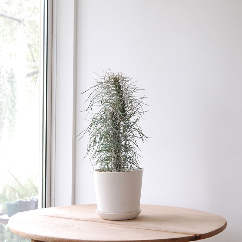 【送料無料】Didierea マダガスカリエンシス x エレガントポット