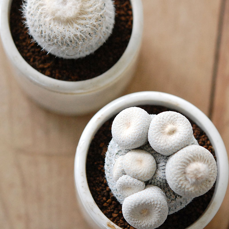 Epithelantha 小人の帽子 x antique pot