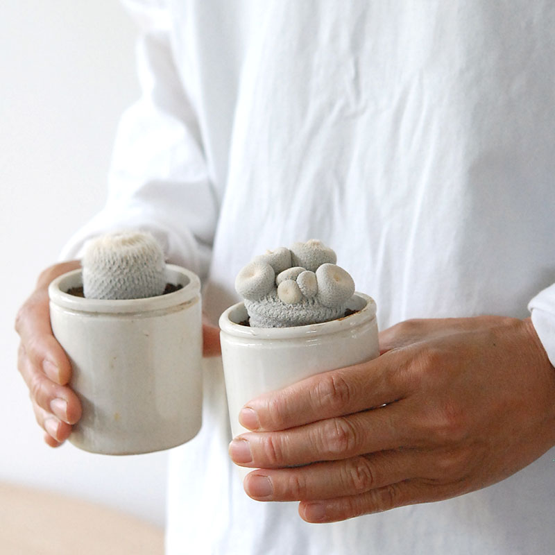 Epithelantha 小人の帽子 x antique pot