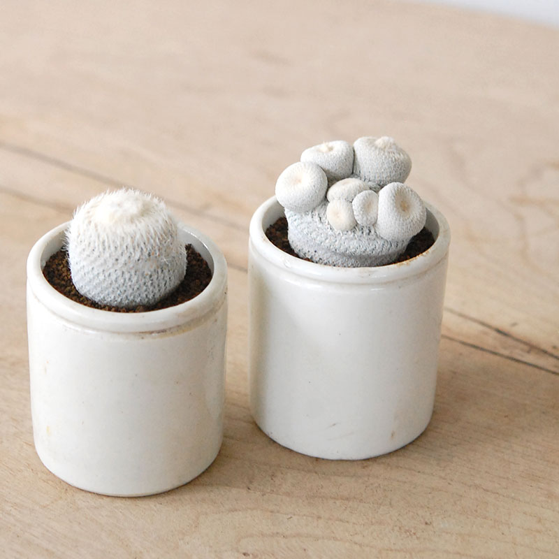 Epithelantha 小人の帽子 x antique pot