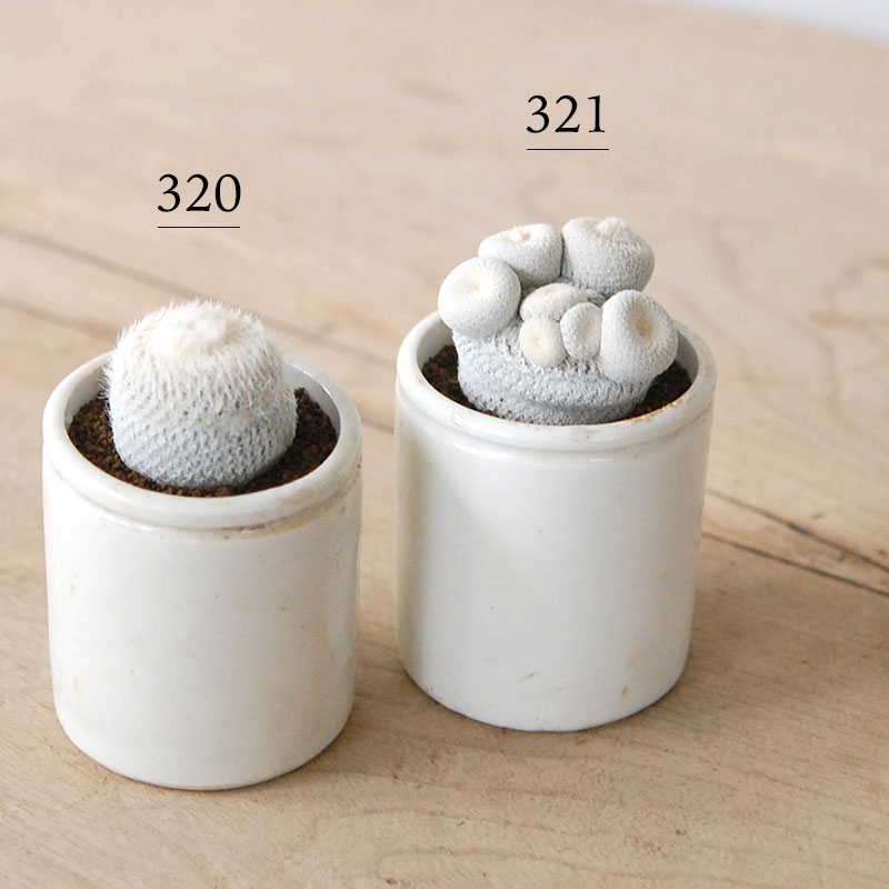 Epithelantha 小人の帽子 x antique pot