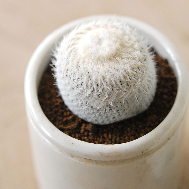 Epithelantha 小人の帽子 x antique pot