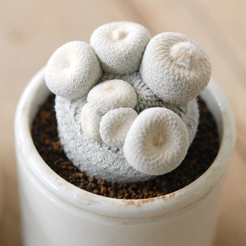 Epithelantha 小人の帽子 x antique pot