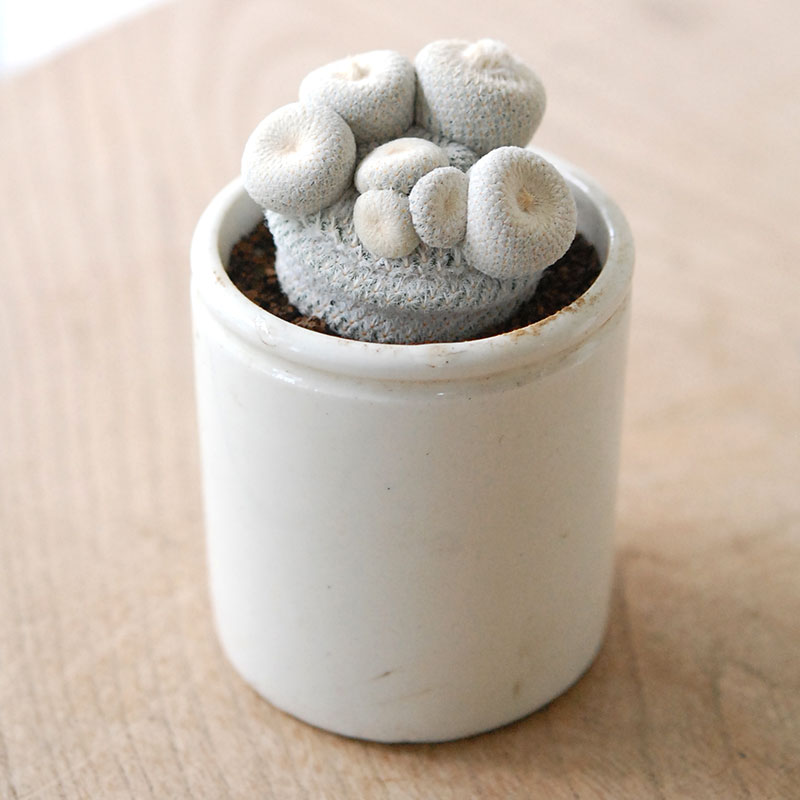Epithelantha 小人の帽子 x antique pot