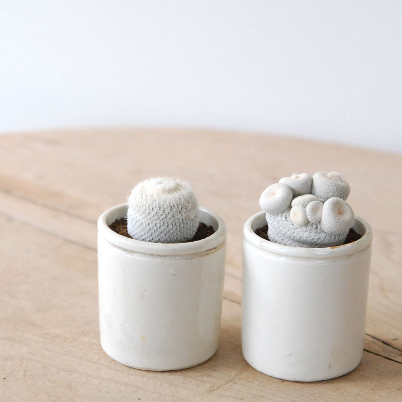 Epithelantha 小人の帽子 x antique pot