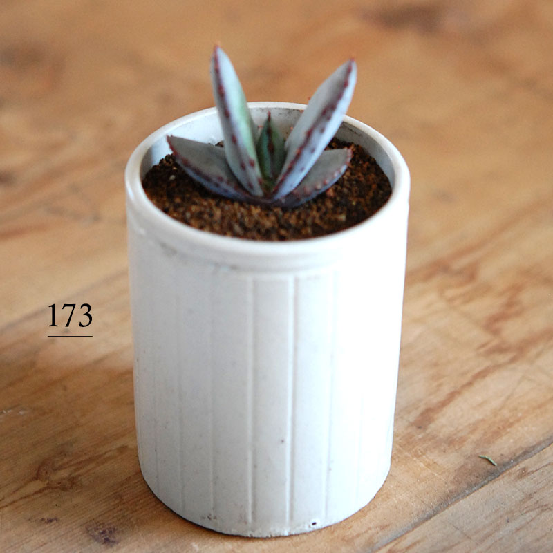 Aloe x antique イギリスジャー