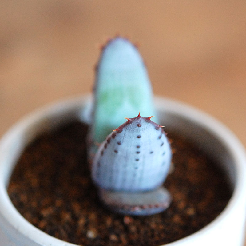 Aloe x antique イギリスジャー