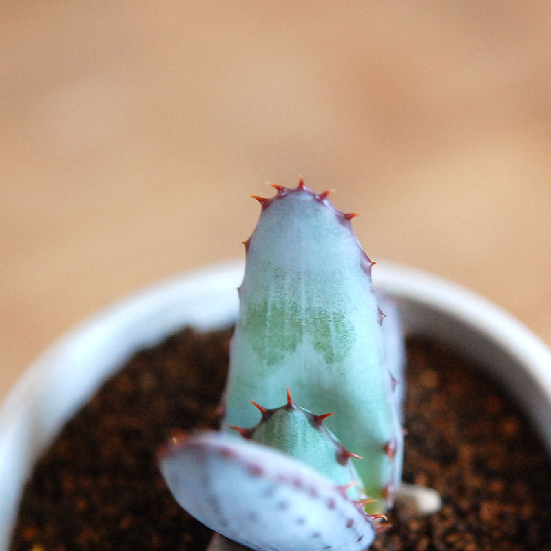 Aloe x antique イギリスジャー