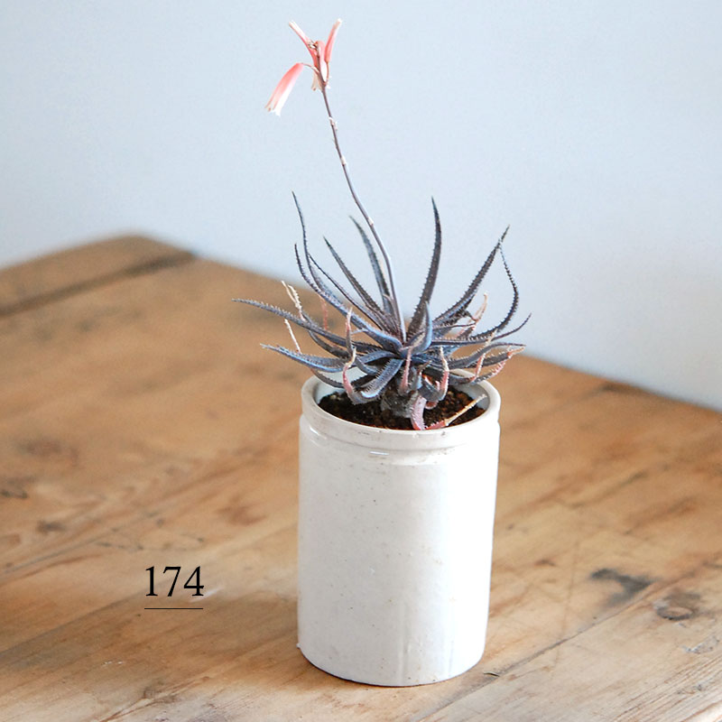 Aloe x antique イギリスジャー