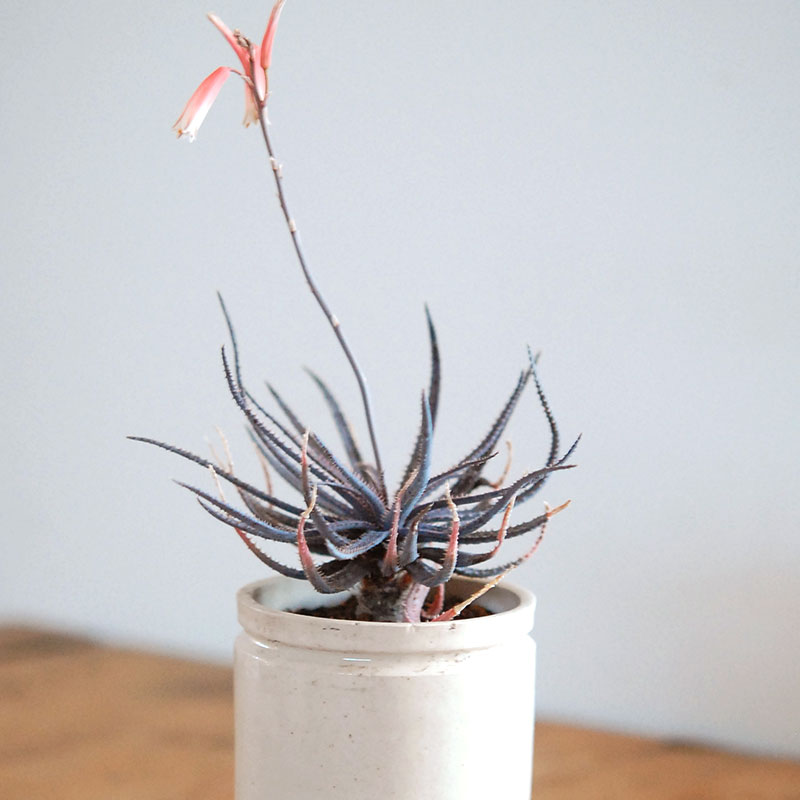 Aloe x antique イギリスジャー