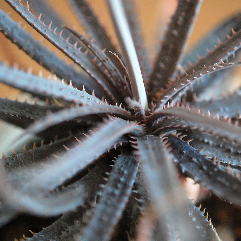 Aloe x antique イギリスジャー