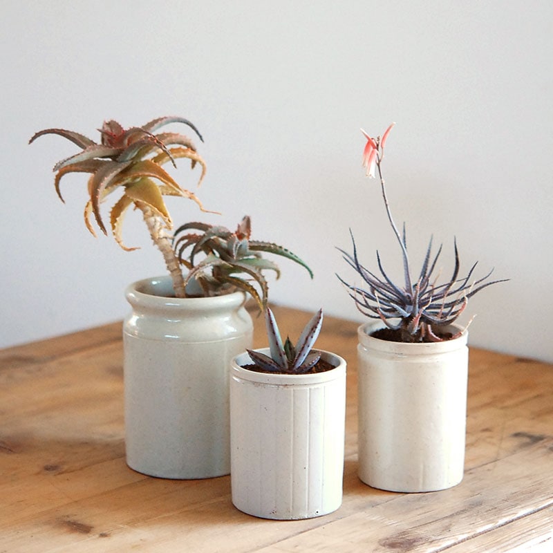 Aloe x antique イギリスジャー