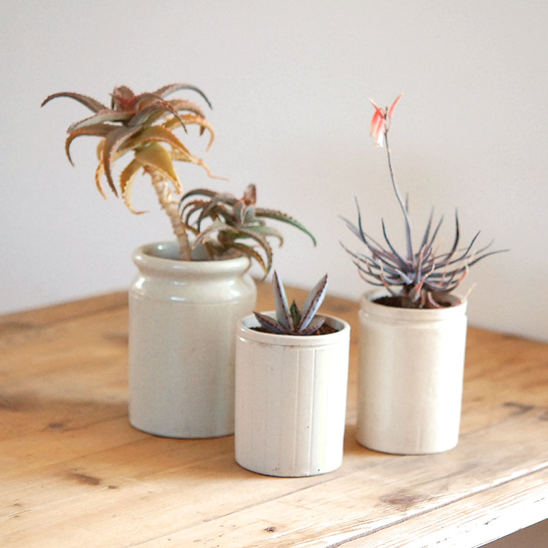 Aloe x antique イギリスジャー