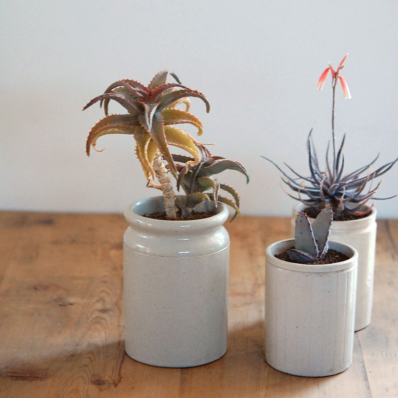 Aloe x antique イギリスジャー