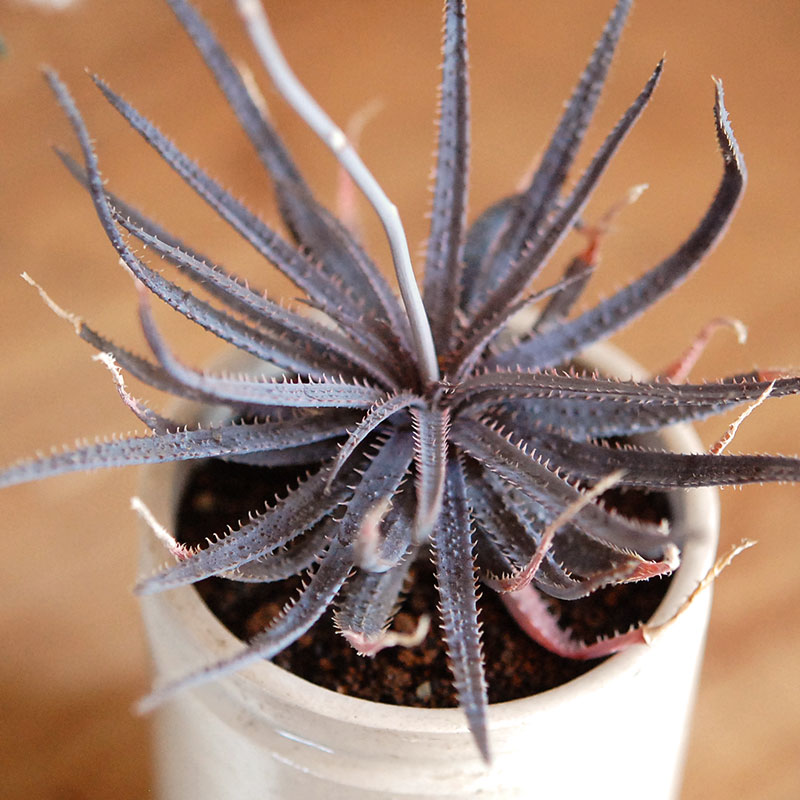 Aloe x antique イギリスジャー