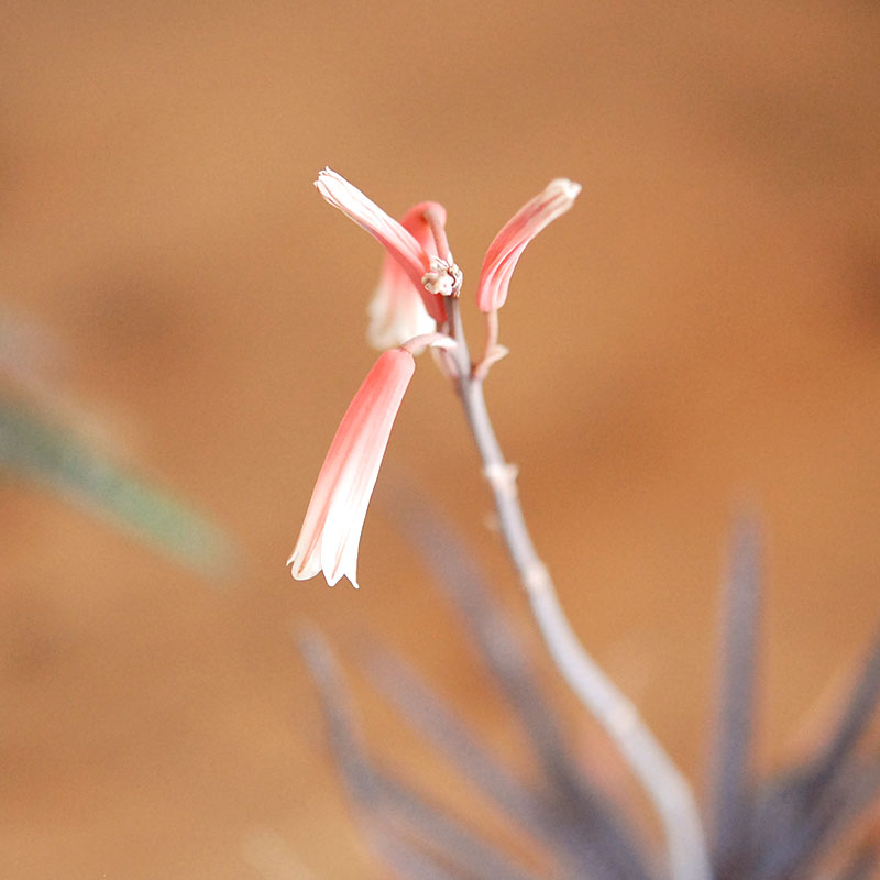 Aloe x antique イギリスジャー