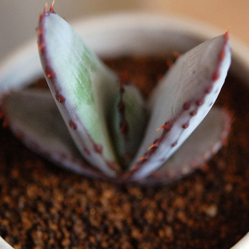 Aloe x antique イギリスジャー