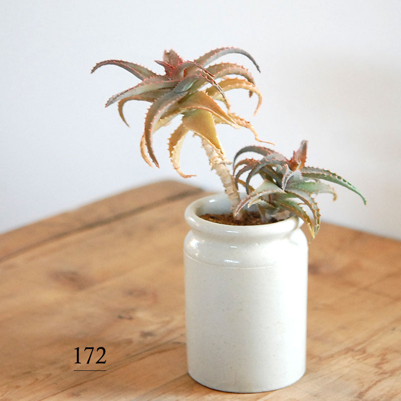 Aloe x antique イギリスジャー