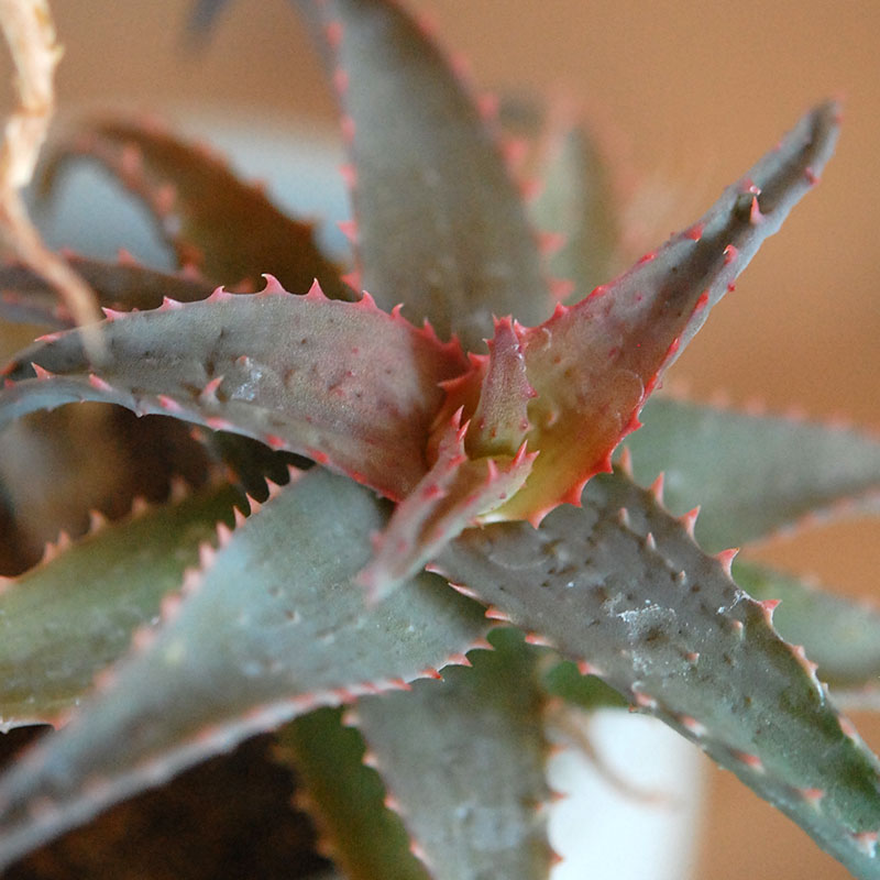 Aloe x antique イギリスジャー