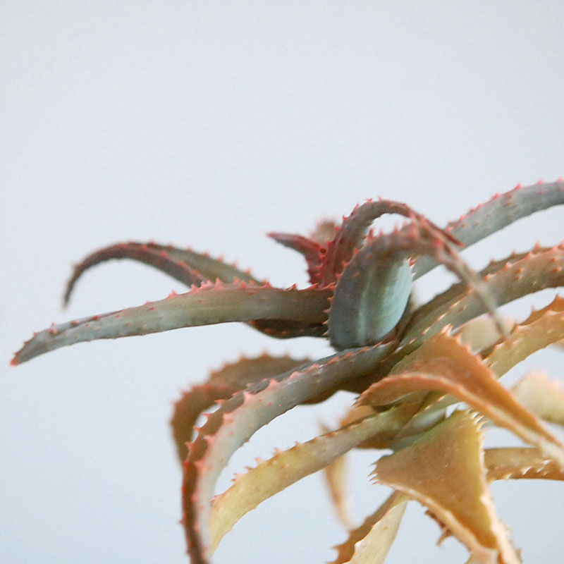 Aloe x antique イギリスジャー