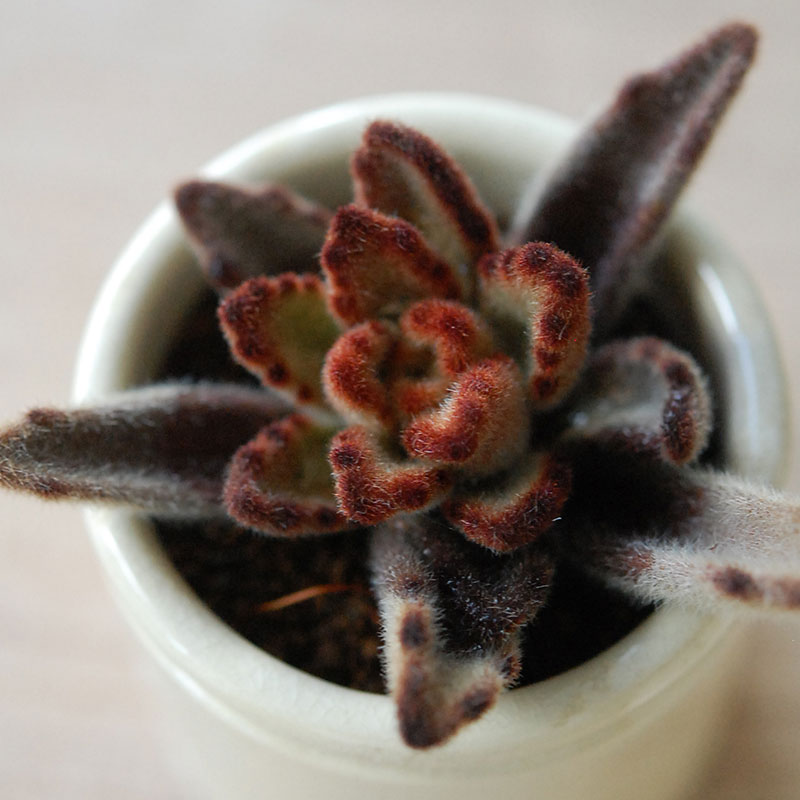Kalanchoe x antique イギリスジャー | 多肉植物の専門店 solxsol
