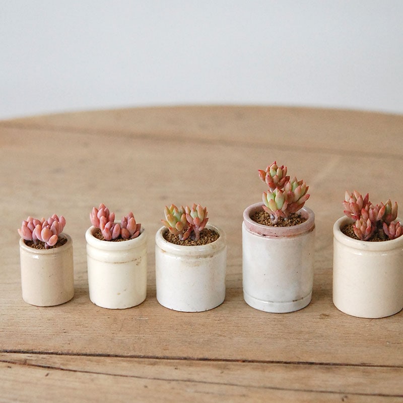 Succulent x antique イギリスジャー
