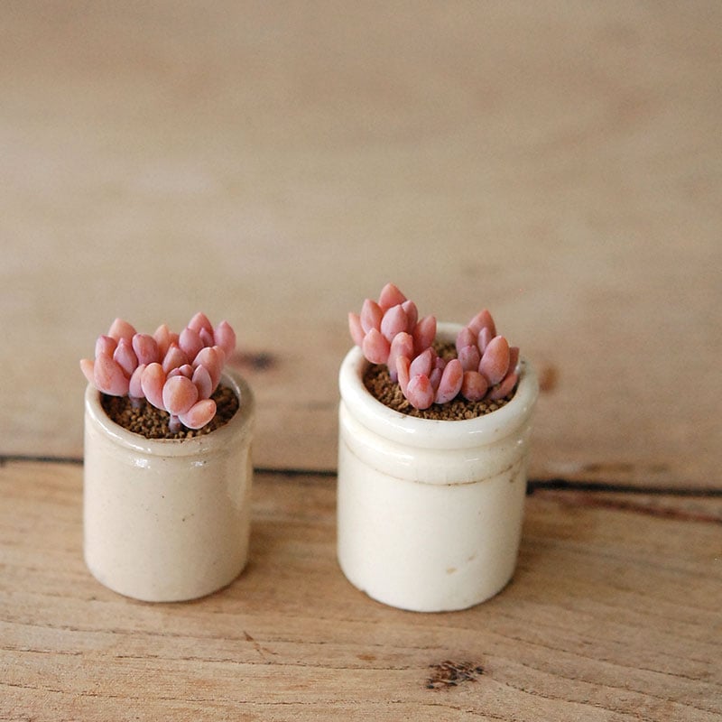 Succulent x antique イギリスジャー