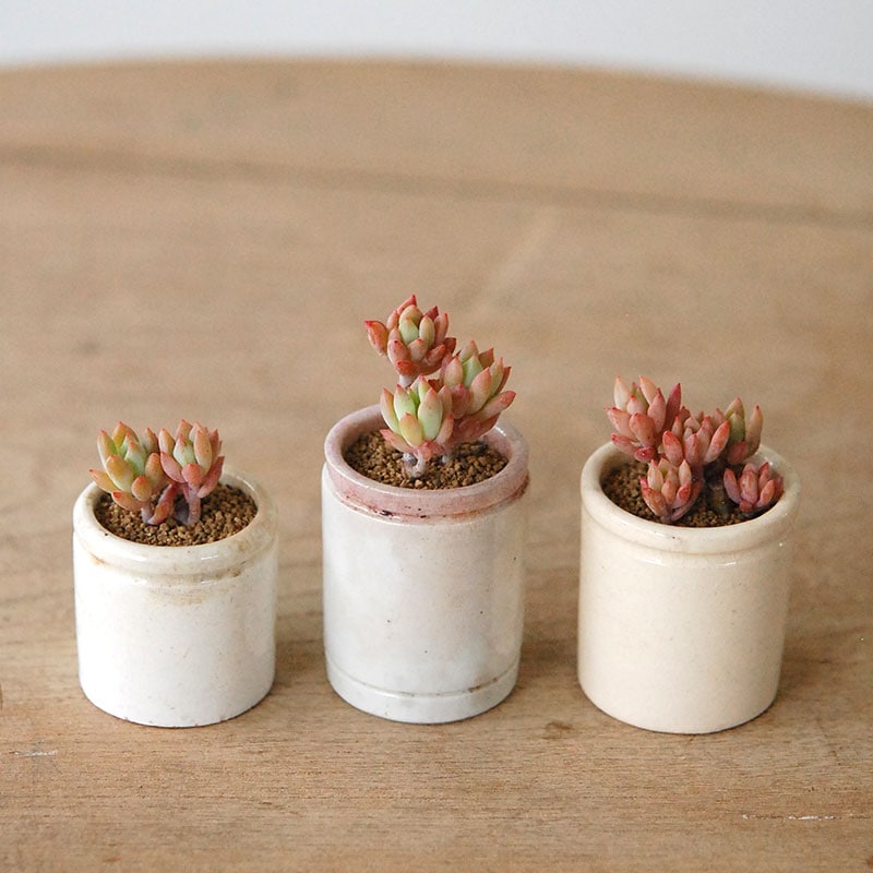 Succulent x antique イギリスジャー