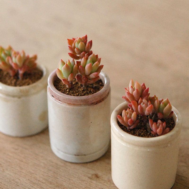 Succulent x antique イギリスジャー