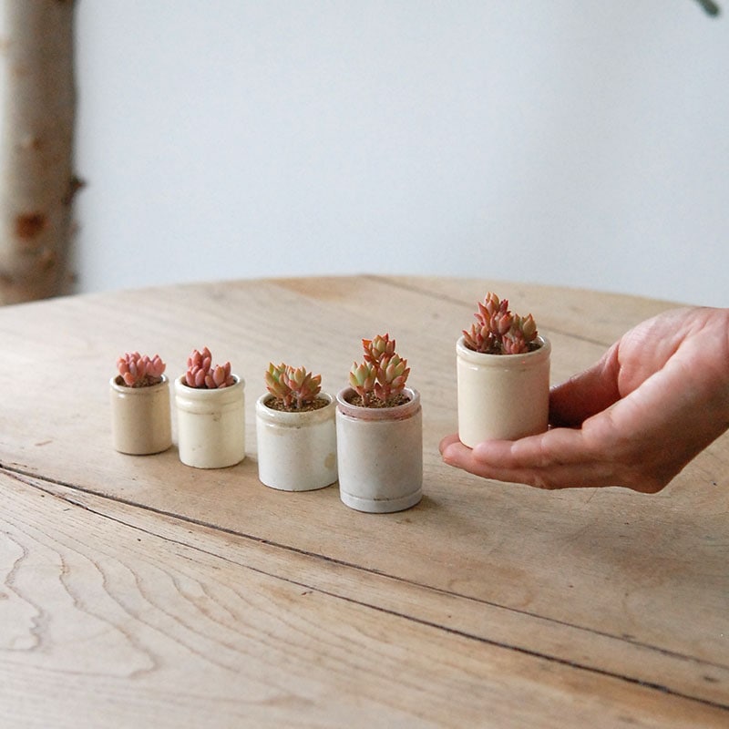 Succulent x antique イギリスジャー